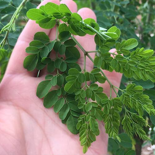 辣木种子鼓槌树菜印度叶素