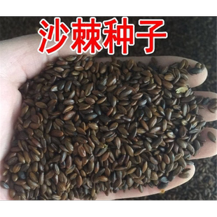 沙棘种子 大果沙棘种子 四季水果容易种 南方北方种植 沙棘树种子