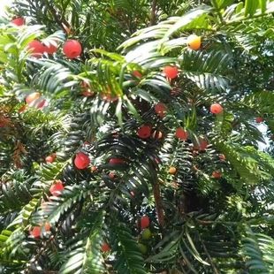 红豆杉树种子红豆杉果子中药材泡酒料红豆杉树叶多年生乔木树种籽