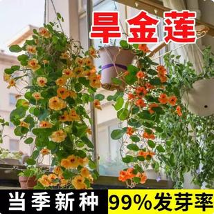 旱金莲花种子籽四季播种开花室内外庭院植物易爆盆花籽观花卉盆栽