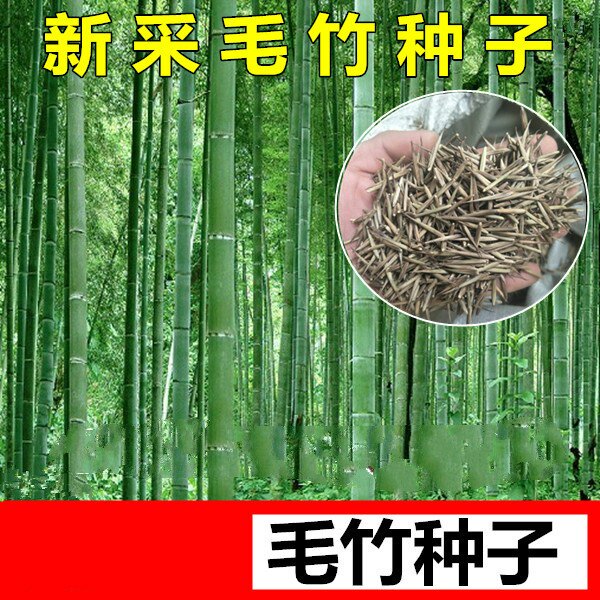 庭院绿化树种子毛竹种子林木树种子耐寒植物竹子竹笋室外花种子籽