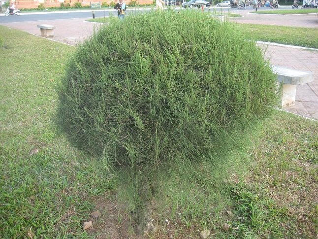 优质木麻黄种子千头木麻黄种子 常绿乔木种子 提供种植技术