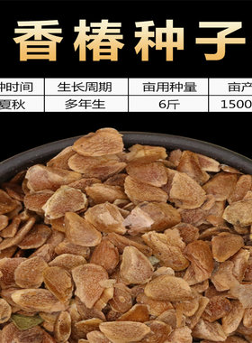 2021年红椿树种子油香芽苗