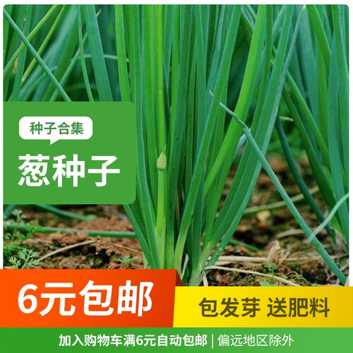 农家阳台种菜盆栽四季葱