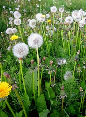蒲公英种子 景观绿化花种子耐寒早春花卉花籽观花植物花海