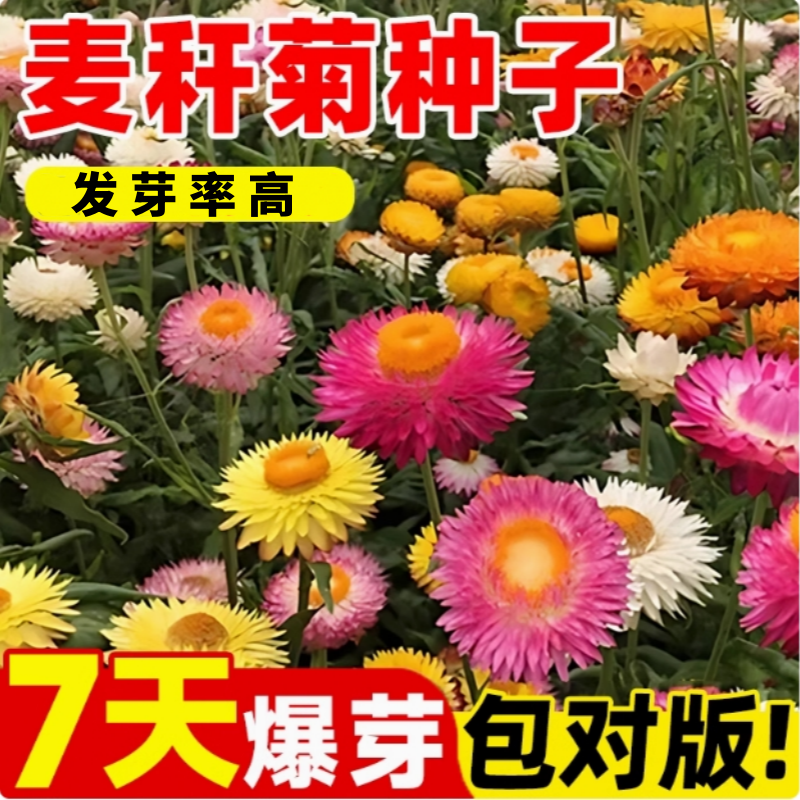 麦秆菊种子混色腊菊干花菊花籽景观绿化盆栽花卉阳台园艺切花观花