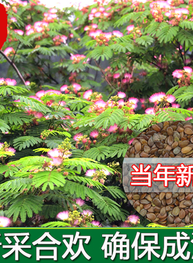 合欢栽绒红花合欢金银合欢观赏盆种子花树落叶乔木绿化行道树种籽