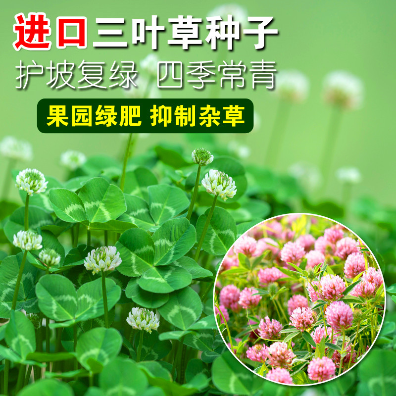 白三叶草种子红三叶草种子 车轴草籽四季青草坪牧草种子绿肥包邮