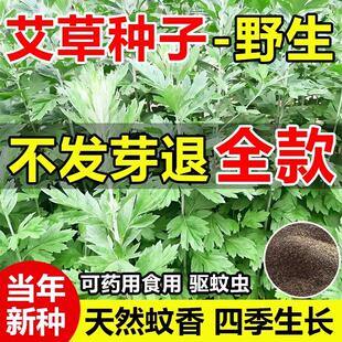 艾草种子药用大叶驱蚊虫种籽生长快速可药用食用阳台庭院种植