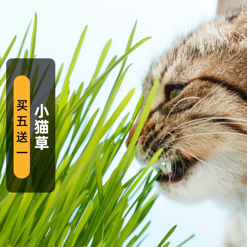 小柒月园艺小猫草籽猫食用小麦种子去除毛球猫零食化毛草好种易活
