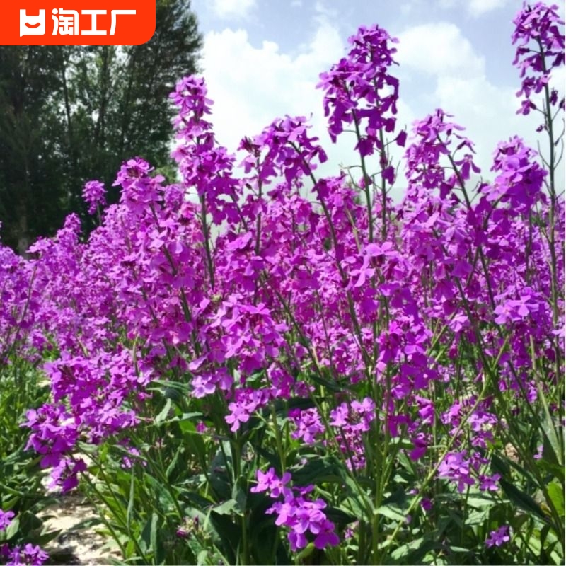 二月兰花籽秋播种子宿根四