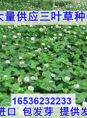 三叶草种子白三叶草籽红三叶草籽四季青草坪牧草果园绿肥四季播种