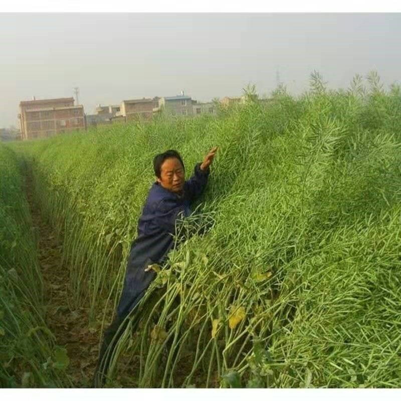 千斤榨油观赏早熟非转基因种子图片