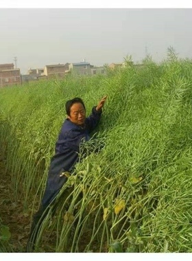 油菜籽高产千斤王油菜花种子榨油观赏菜籽非转基因菜籽