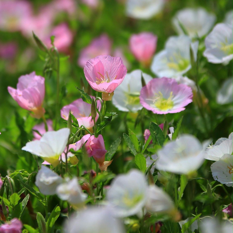 美丽月见草种子粉花多年生