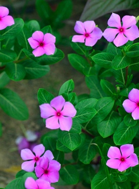 长春花日日春四季播垂吊花种子四季种易活夏播秋播冬播绿植花卉