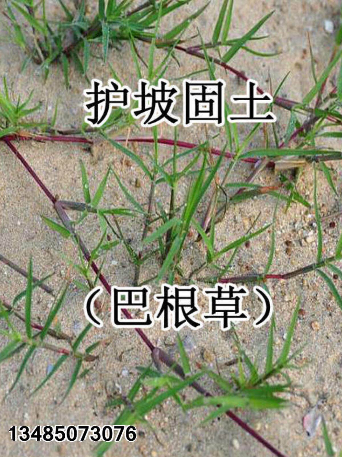巴根草种子狗牙根护坡绿化专家铁线草蟋蟀草防水土流失种子牛筋草