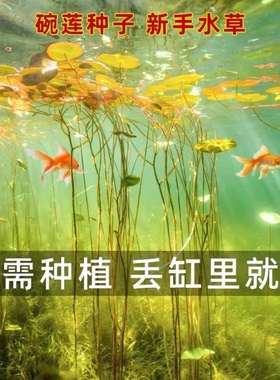 水草植物水培鱼缸碗莲种子四季莲花水草莲叶新手造景水里装饰植物