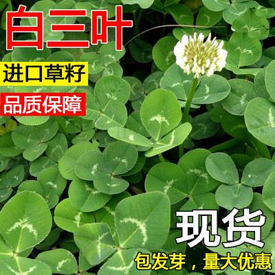 进口三叶草种子红白籽幸运