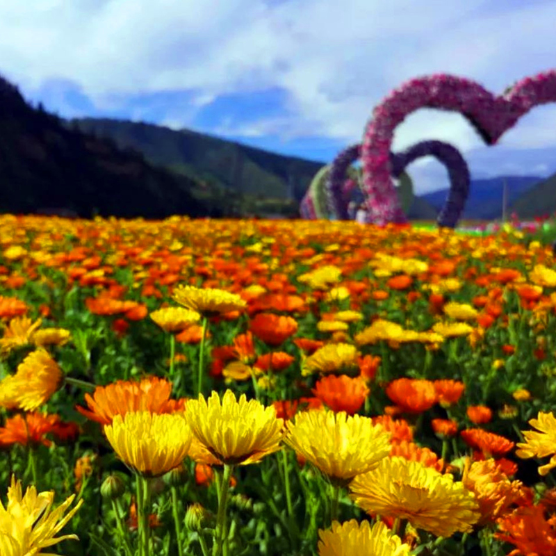 户外易活矮杆金盏菊种子可泡茶庭院室外四季种植耐寒各种花种籽子