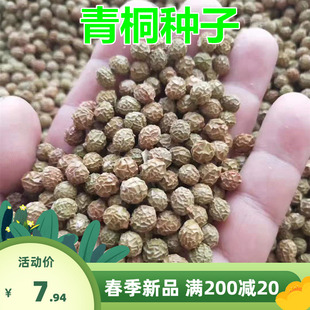 新采青桐种子林木树种梧桐树种子梧桐行道树种灌木林木乔木树种籽