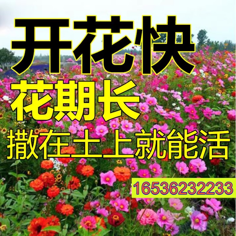 四季开花野组合种子波斯菊格