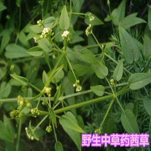 野生茜草种子中药红根草血见愁天然破血草红内消多年生草本植物籽