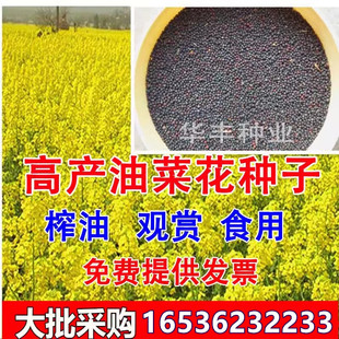 老品种高产油菜籽种子观赏油菜花种榨油油菜籽种北方耐寒花草种子