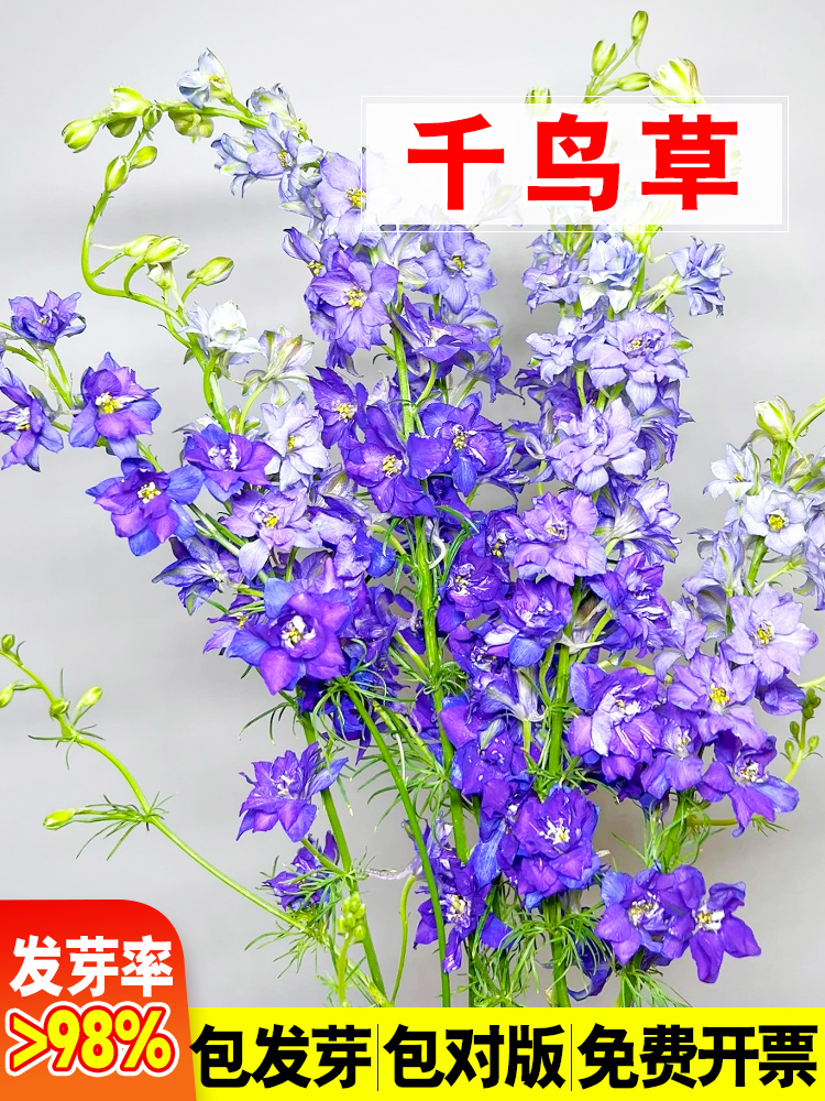 千鸟草小花飞燕种子籽耐寒