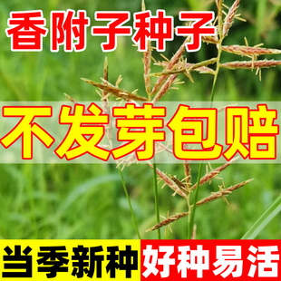 香附子种子莎草雷公头种籽四季种植易活中药材种苗地沟草山芽草种