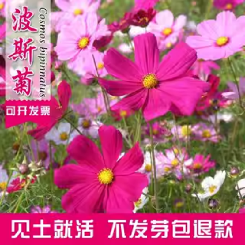 波斯菊花种子格桑籽七彩四