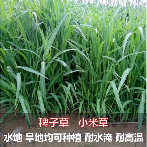 欧尼蒂水草种子耐高温耐水