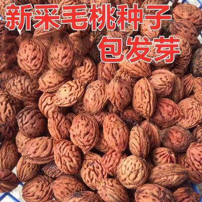 毛桃种子核山杏树可做嫁接