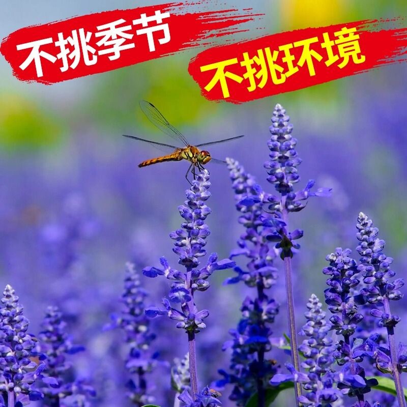 薰衣草花籽盆栽四季开花种子花卉植物阳台庭院驱蚊草种孑苗多年生
