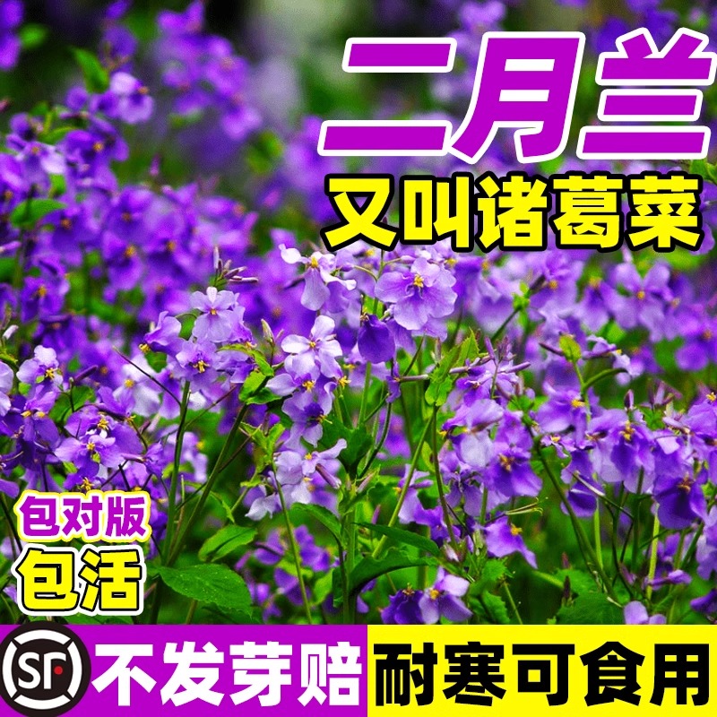 二月兰花种子诸葛菜种孑四季开花