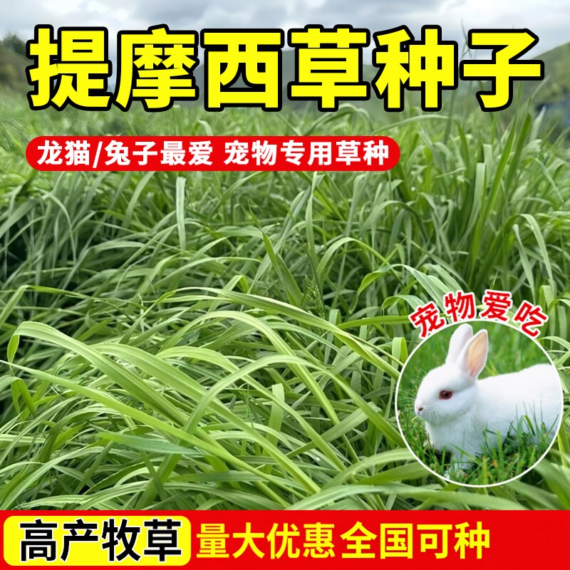 提摩西草种子提草梯牧草养兔荷兰图片