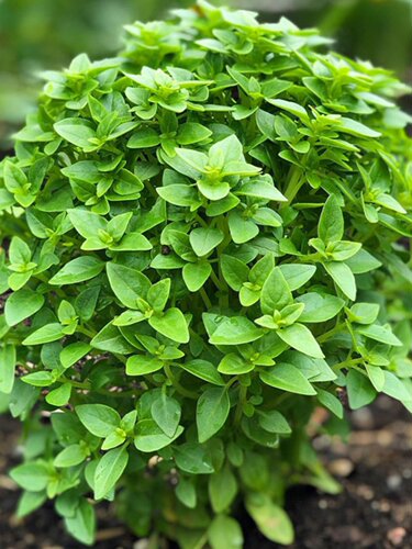 密叶罗勒种子西餐食用香草