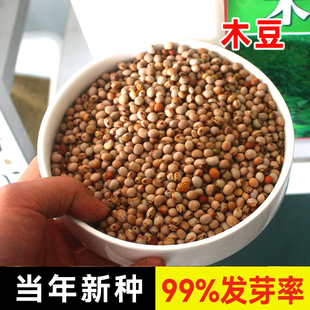 木豆种子观音豆柳豆 豆蓉 树豆树黄豆新采护坡灌木林木籽边坡固土