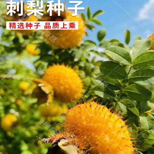 野生刺梨种子 当年结果 刺梨树苗 黄刺梅种子 梨梅 贵州刺梨种子