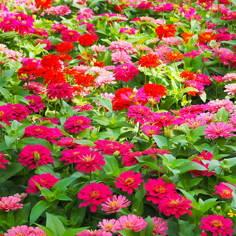 百日草花籽混色百日菊花种籽