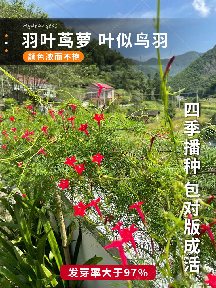 羽叶茑萝花种子四季开易活