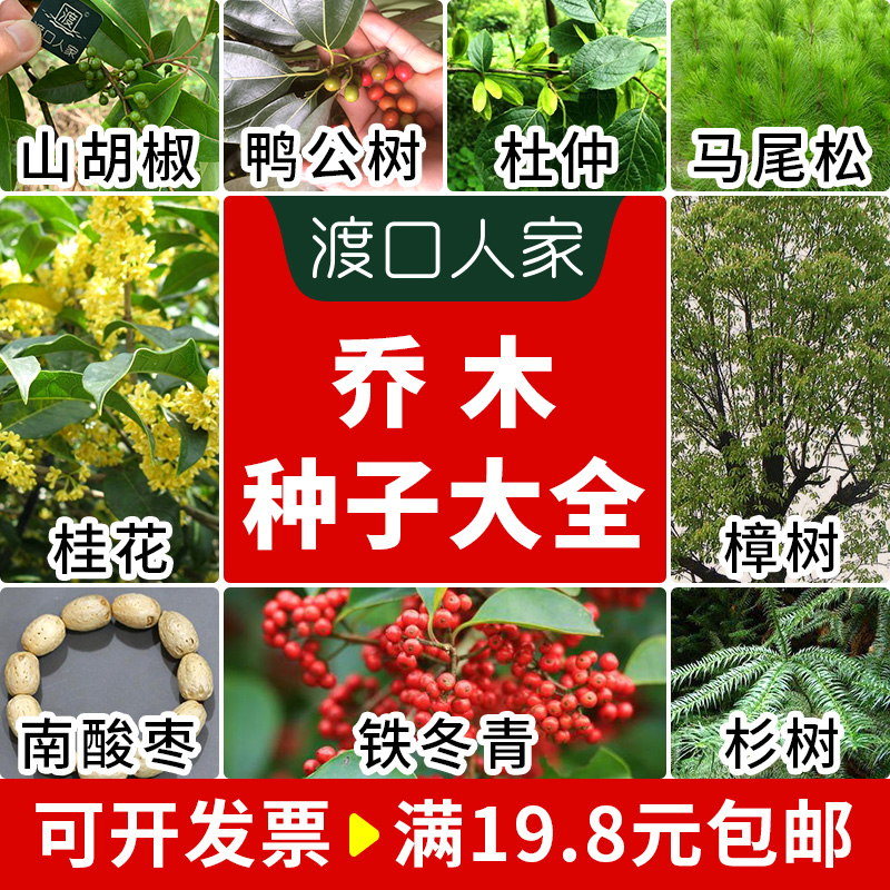 乔木种子救必应山胡椒鸡樟