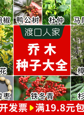 乔木种子救必应山胡椒鸡樟