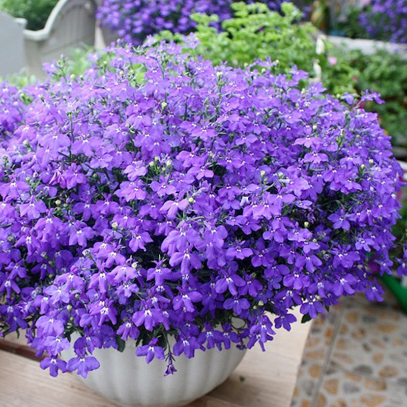 六倍利花种翠蝶半边莲阳台