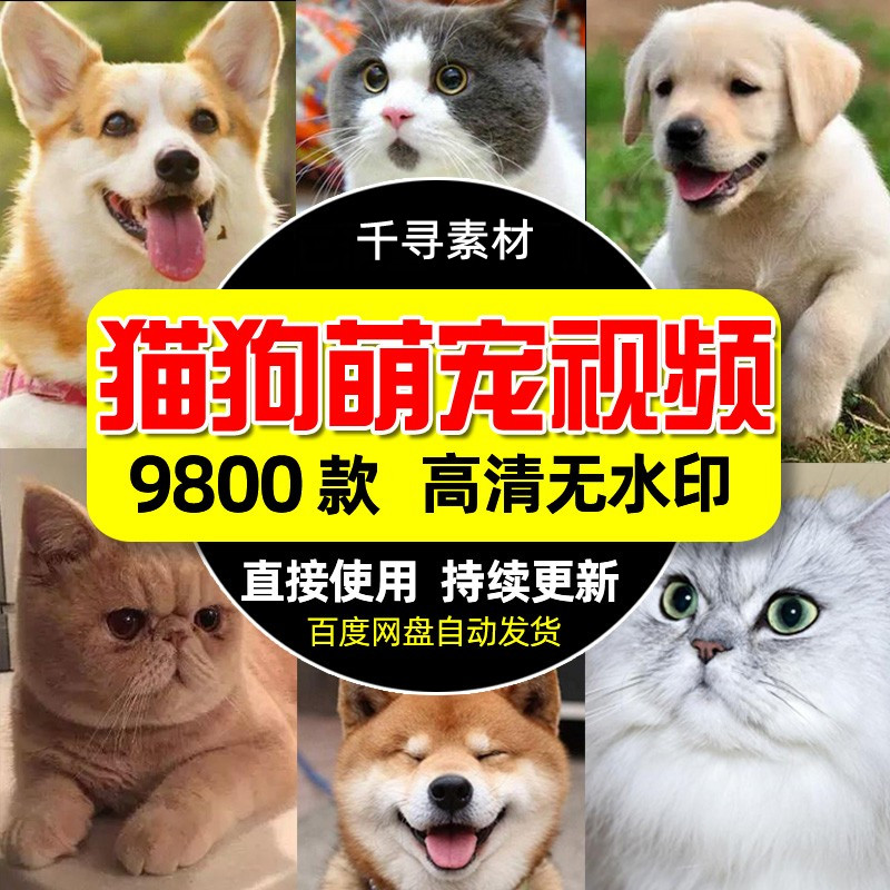 高清猫猫狗狗萌宠短视频素材可爱设计素材/源文件