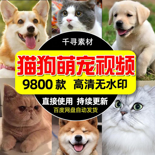 高清猫猫狗狗萌宠短视频素材可爱呆萌搞笑猫狗宠物抖音快手自媒体