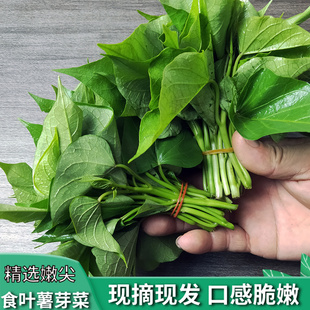 农家红薯尖红苕尖地瓜叶天然食用番薯叶嫩芽新鲜叶菜芽苗菜洋薯叶