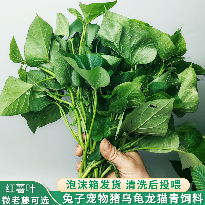 兔子宠物猪乌龟青饲料现摘现发