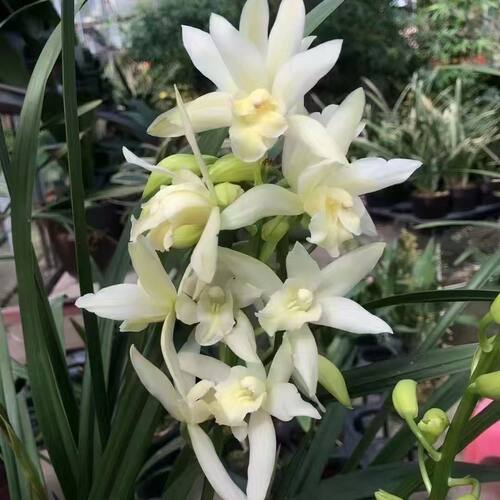 精品兰花建兰香～雪美人，爆盆花期带花苞