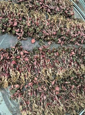 干品正宗福建南靖林下种植红霞金线莲